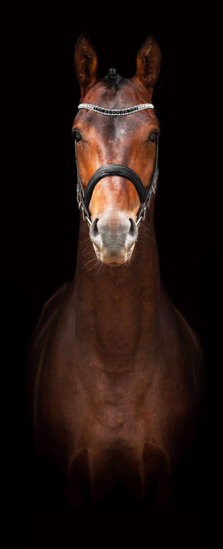 equinova pferd uebersicht